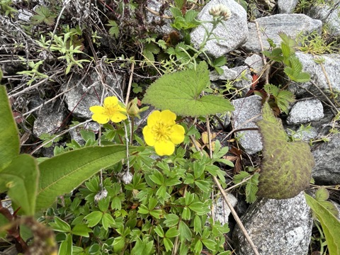 Bright yellow cinquefoil flower.