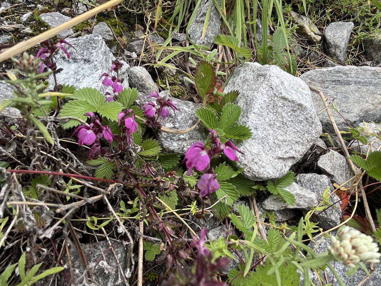 Photograph taken at Valley of Flowers on 2026-08-25 at 12:55 — iPhone 13.