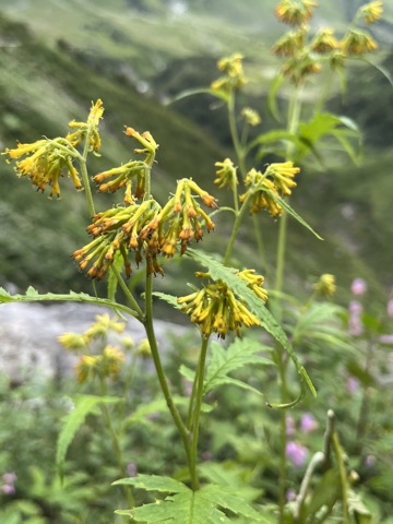 Ragged yellow groundsel flowers.