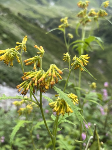 Ragged yellow groundsel flowers.