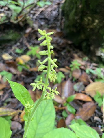 Photograph taken at Valley of Flowers on 2026-08-25 at 13:00 — iPhone 13.