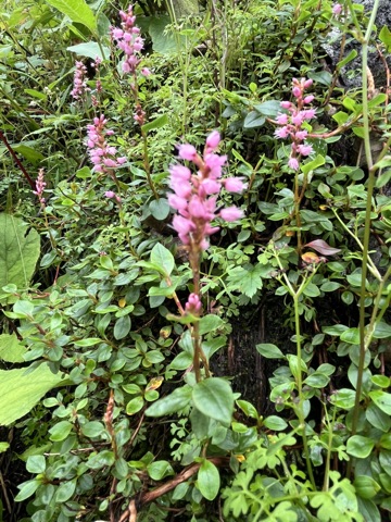 Photograph taken at Valley of Flowers on 2026-08-25 at 13:01 — iPhone 13.