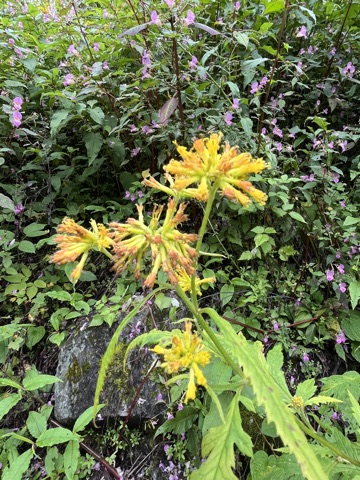 Ragged yellow groundsel flowers.