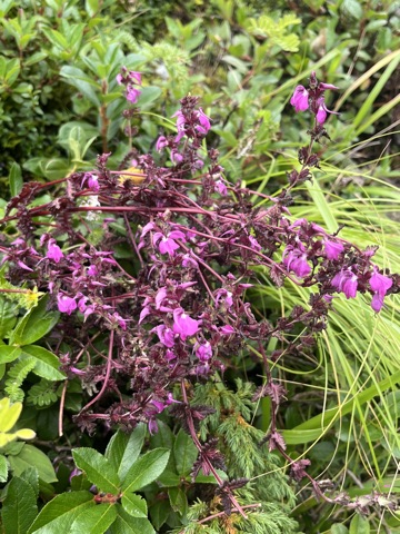 Photograph taken at Valley of Flowers on 2026-08-25 at 13:10 — iPhone 13.