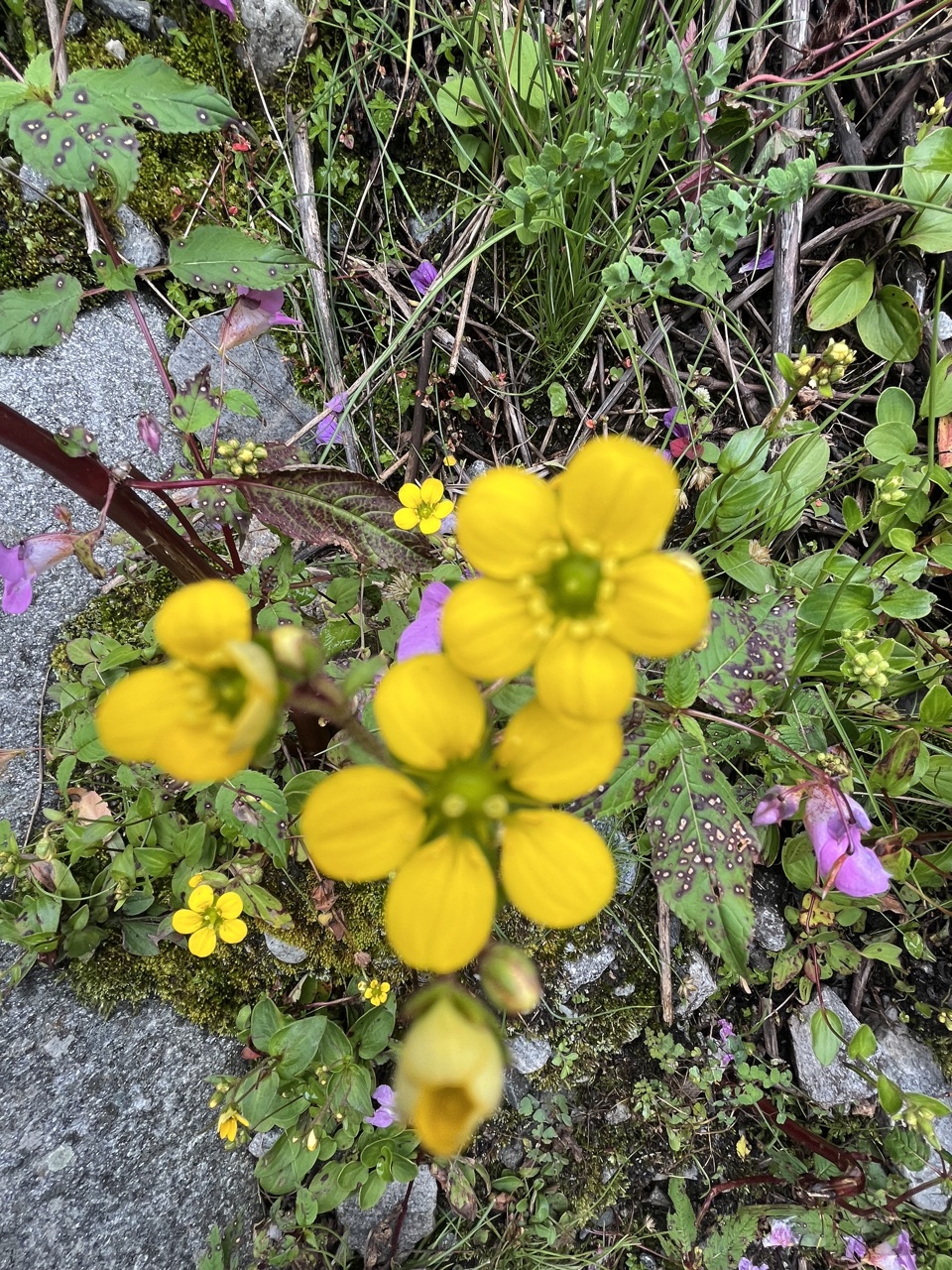 Yellow cinquefoil flowers on rocky ground.