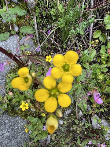 Yellow cinquefoil flowers on rocky ground.