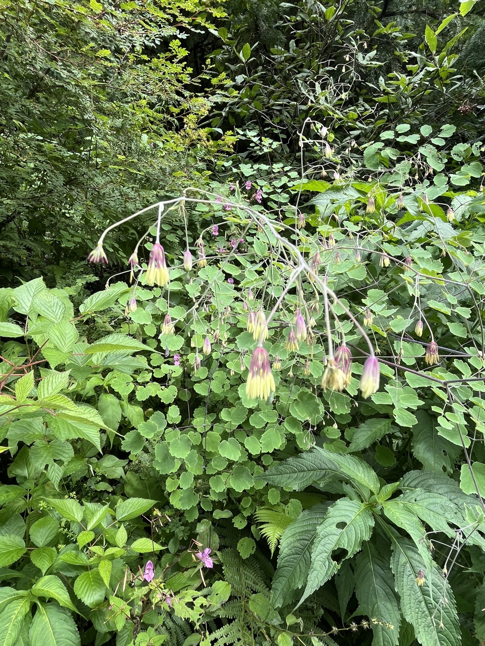 Photograph taken at Valley of Flowers on 2026-08-25 at 14:13 — iPhone 13.