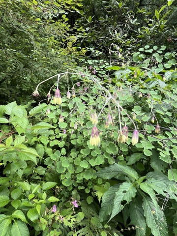 Photograph taken at Valley of Flowers on 2026-08-25 at 14:13 — iPhone 13.