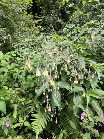 Photograph taken at Valley of Flowers on 2026-08-25 at 14:13 — iPhone 13.
