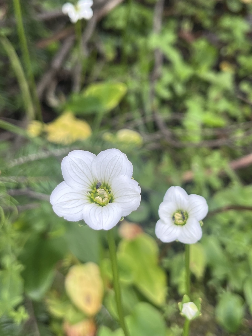 White alpine anemone with a golden centre.