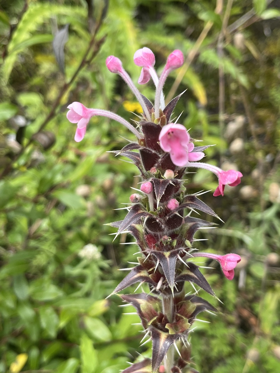 Hooded pink lousewort flowers on a bracted spike.