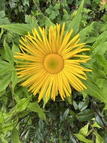 A big golden showy inula daisy.