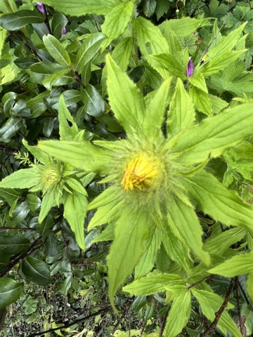 Showy inula, yellow rays.