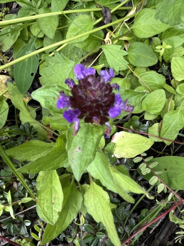 Dark purple head of Himalayan sage.