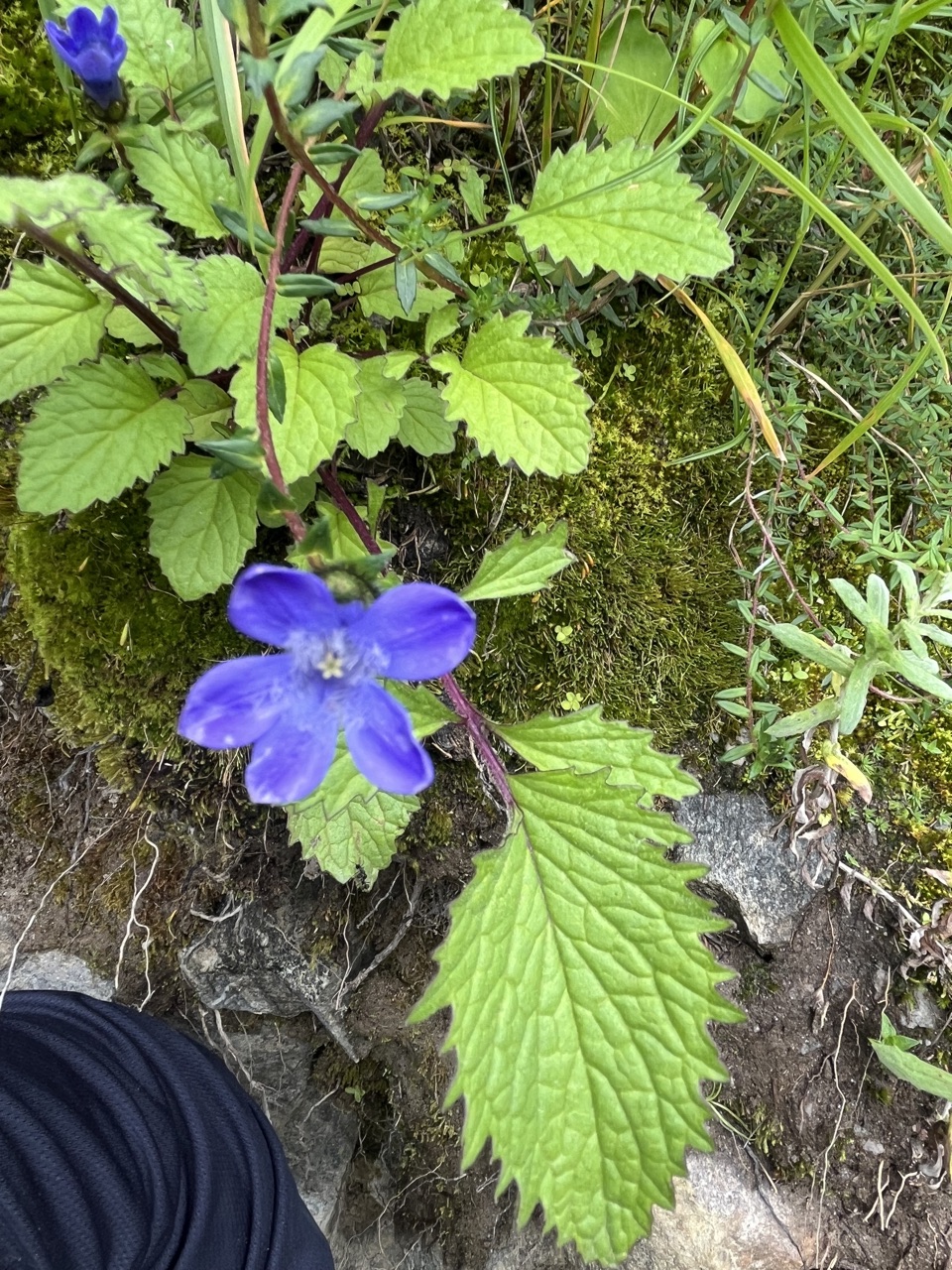 Photograph taken at Valley of Flowers on 2026-08-25 at 14:19 — iPhone 13.
