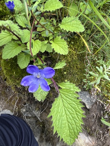 Photograph taken at Valley of Flowers on 2026-08-25 at 14:19 — iPhone 13.