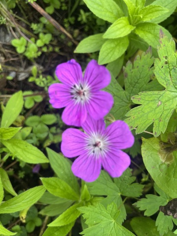 Violet Wallich's cranesbill flower.