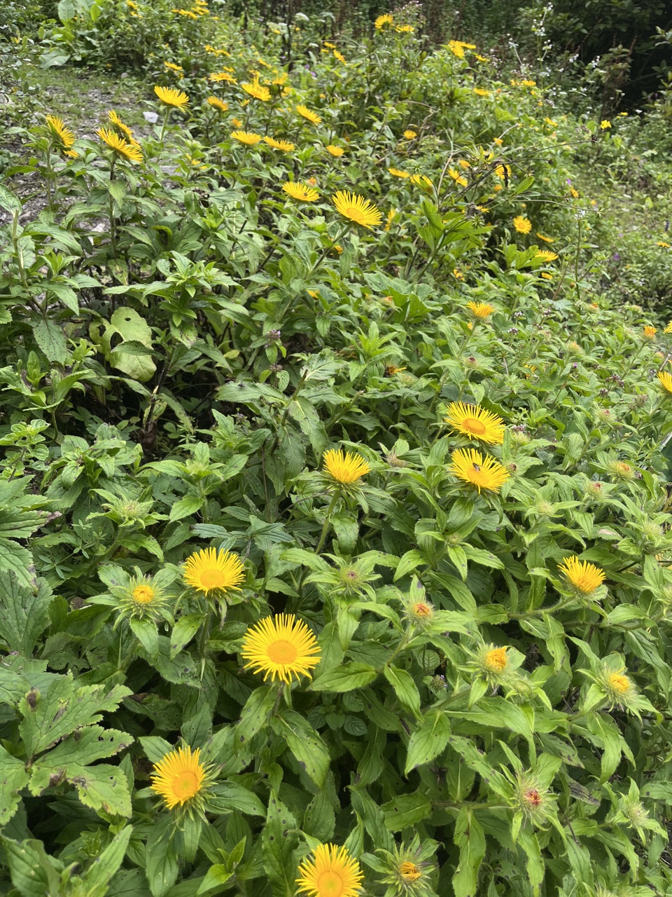 Photograph taken at Valley of Flowers on 2026-08-25 at 14:21 — iPhone 13.