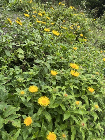 Photograph taken at Valley of Flowers on 2026-08-25 at 14:21 — iPhone 13.