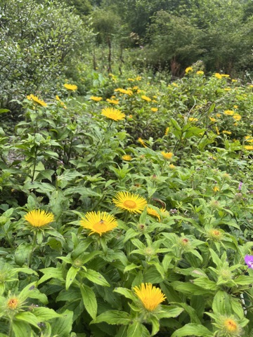 Photograph taken at Valley of Flowers on 2026-08-25 at 14:21 — iPhone 13.