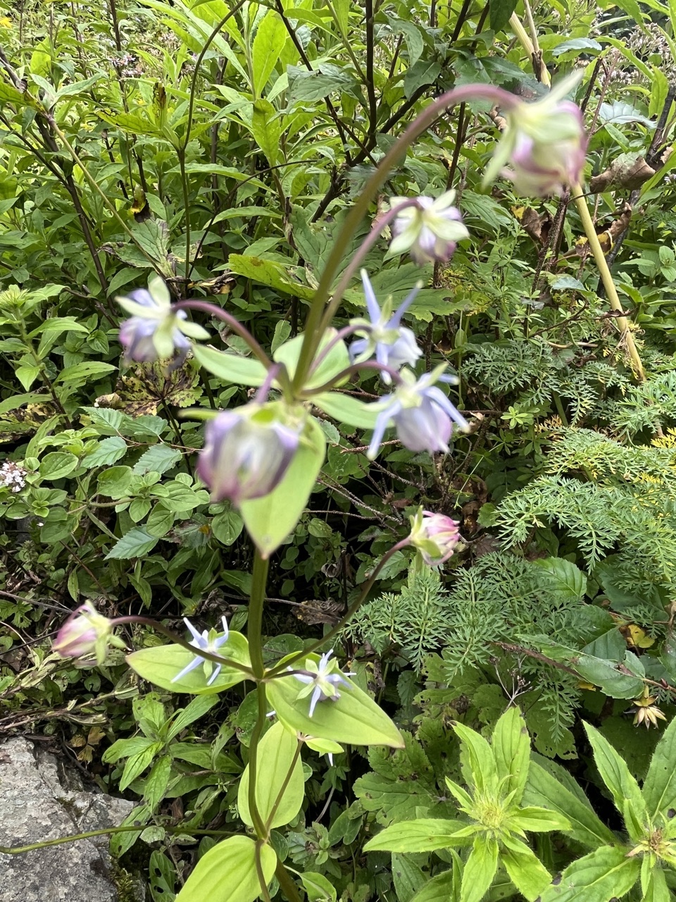 Photograph taken at Valley of Flowers on 2026-08-25 at 14:21 — iPhone 13.