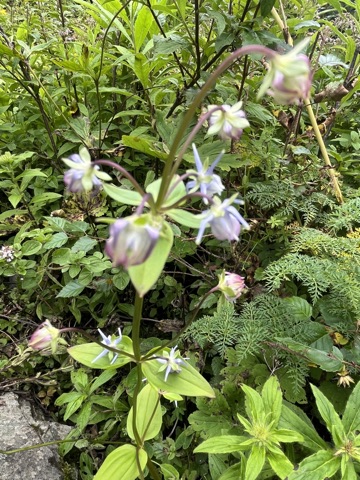Photograph taken at Valley of Flowers on 2026-08-25 at 14:21 — iPhone 13.