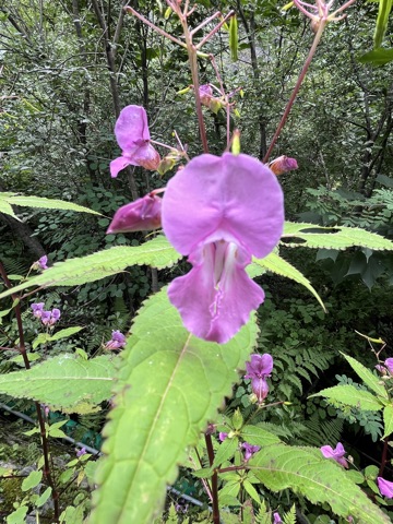 Pink Himalayan balsam flower.