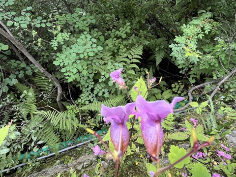 Pink Himalayan balsam flower.