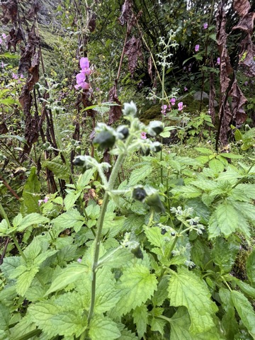 Photograph taken at Hemkund Sahib on 2026-08-26 at 07:58 — iPhone 13.