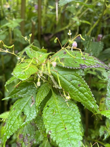 Photograph taken at Hemkund Sahib on 2026-08-26 at 08:02 — iPhone 13.