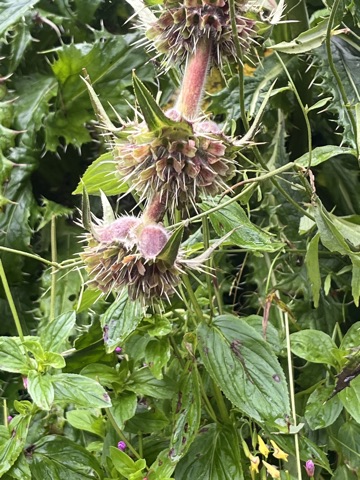 Morina whorlflower — whorls of spiny bracts and pink tubular flowers up a stout stem.