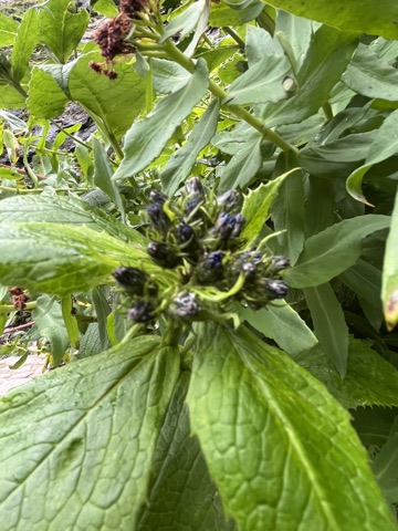 Photograph taken at Hemkund Sahib on 2026-08-26 at 08:22 — iPhone 13.