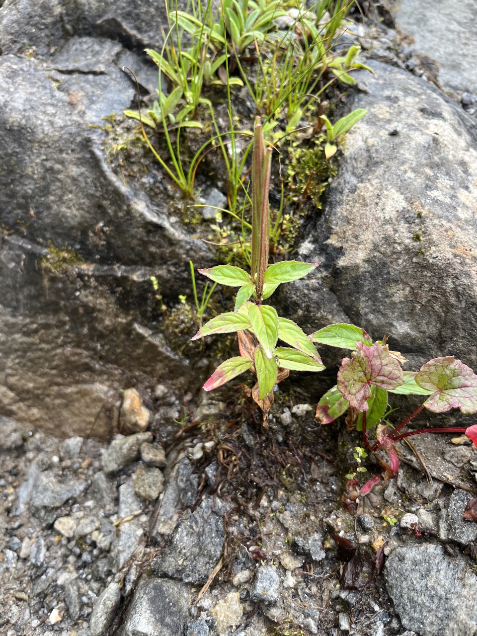 Photograph taken at Hemkund Sahib on 2026-08-26 at 09:12 — iPhone 13.