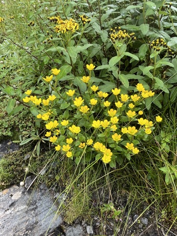 Photograph taken at Hemkund Sahib on 2026-08-26 at 09:13 — iPhone 13.