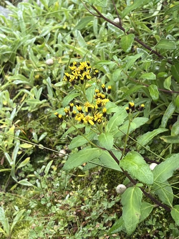 Photograph taken at Hemkund Sahib on 2026-08-26 at 09:13 — iPhone 13.