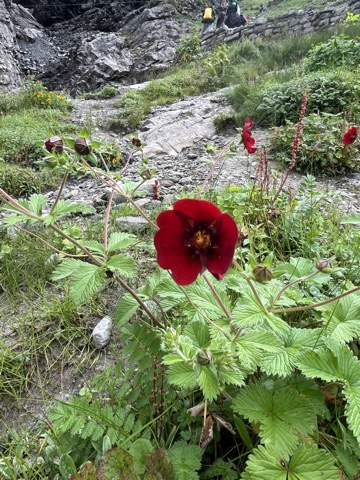 Deep-red crimson cinquefoil.