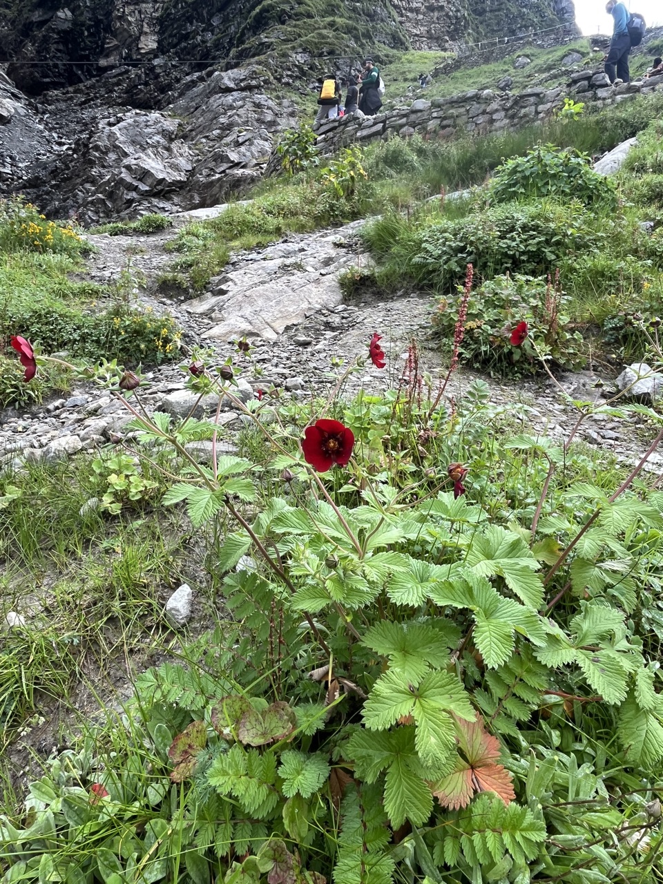 Deep-red crimson cinquefoil.