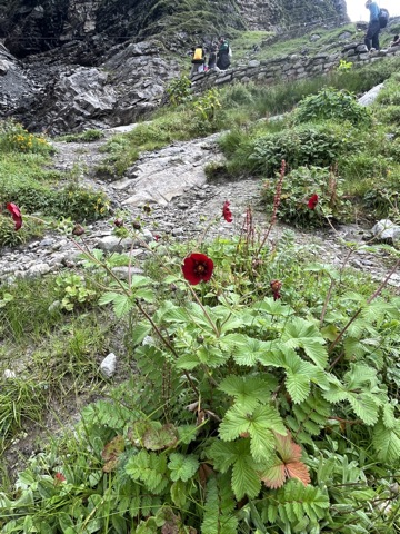 Deep-red crimson cinquefoil.