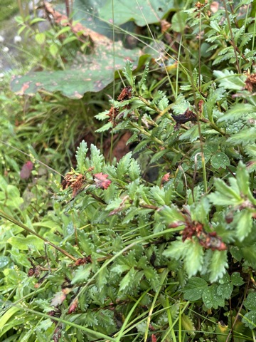 Photograph taken at Hemkund Sahib on 2026-08-26 at 09:16 — iPhone 13.