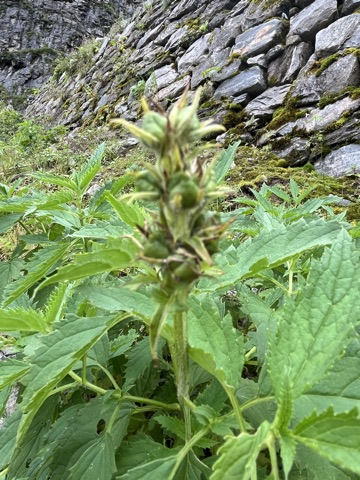 Photograph taken at Hemkund Sahib on 2026-08-26 at 09:25 — iPhone 13.