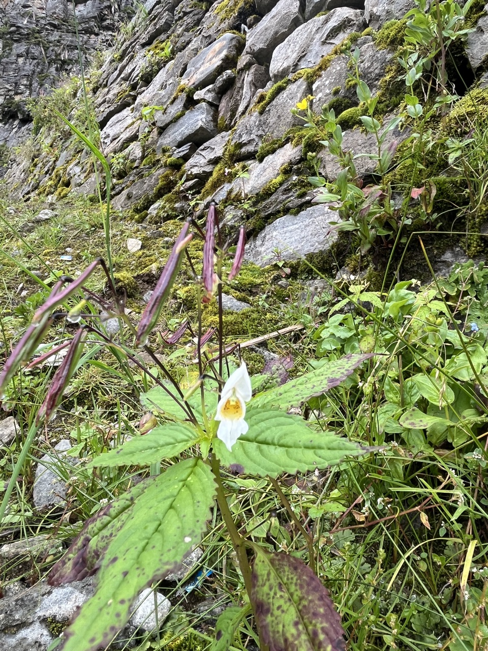 White anemone on the high turf.