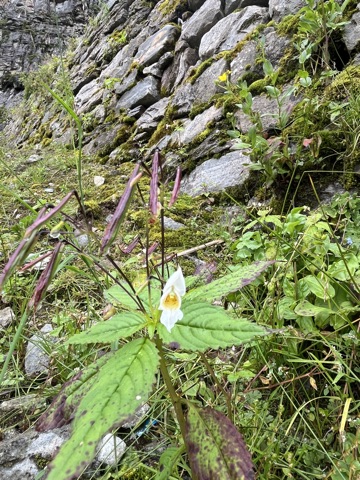 White anemone on the high turf.