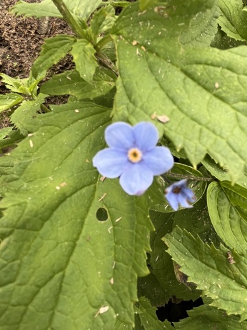 A sky-blue Himalayan forget-me-not with a yellow eye.