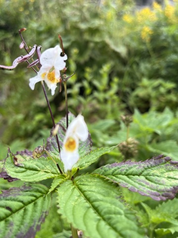 White anemone flower.