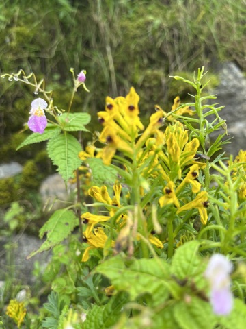 Photograph taken at Hemkund Sahib on 2026-08-26 at 09:28 — iPhone 13.