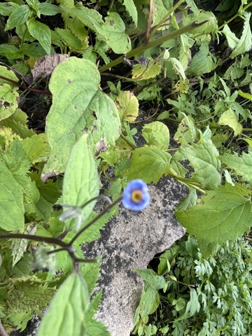 Photograph taken at Hemkund Sahib on 2026-08-26 at 09:30 — iPhone 13.