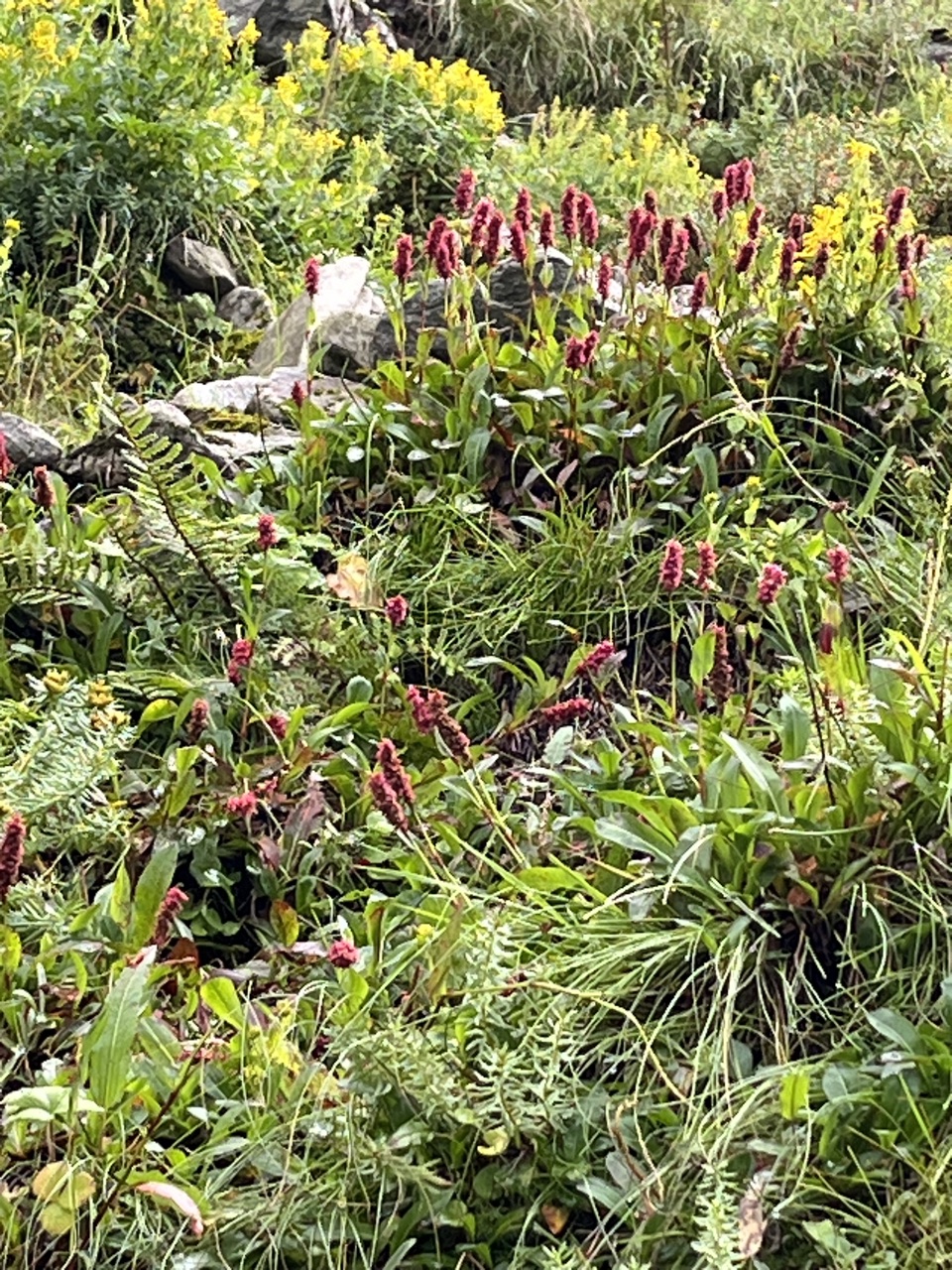 Red-pink bistort across the slope.