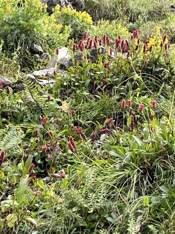Red-pink bistort across the slope.