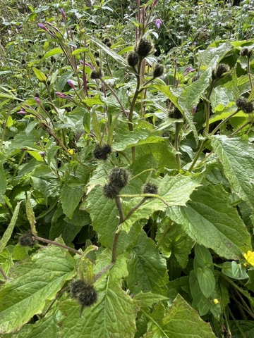 Photograph taken at Hemkund Sahib on 2026-08-26 at 10:09 — iPhone 13.