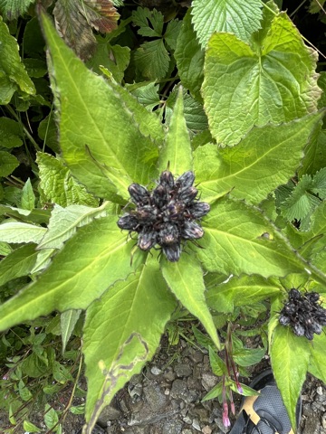 Purple sage whorls clasped in bracts.